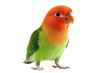 Cute Pair of Lovebirds Snuggled Together with Soft, Fluffy Feathers and Gentle Colors with isolated on transparent background