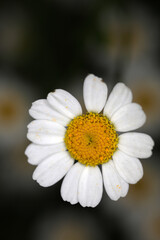Fototapeta premium Flower of feverfew - Tanacetum parthenium - Asteracea