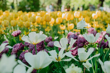 pink and white tulips