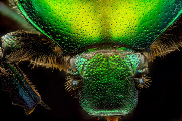 Extreme macro shot of a rose chafer beetle (Cetonia aurata)