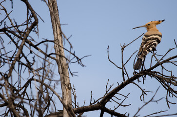 Eurasian hoopoe Upupa epops. The Nublo Rural Park. Tejeda. Gran Canaria. Canary Islands. Spain.