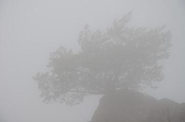 Fototapeta premium Shrub Juniperus turbinata canariensis in the fog. Integral Natural Reserve of Inagua. Gran Canaria. Canary Islands. Spain.