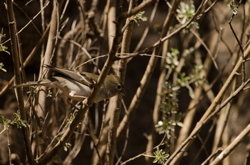Gran Canaria blue chaffich Fringilla polatzeki. Second year male. Integral Natural Reserve of Inagua. Gran Canaria. Canary Islands. Spain.