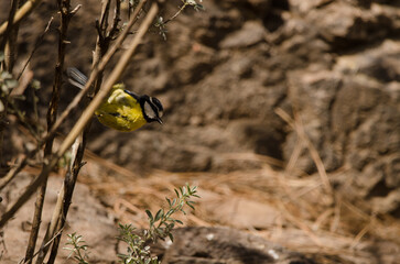 African blue tit Cyanistes teneriffae hedwigii. Integral Natural Reserve of Inagua. Gran Canaria. Canary Islands. Spain.