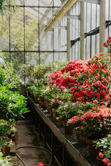 flowers in greenhouse