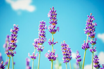Obraz premium Vibrant lavender blossoms against a clear blue sky