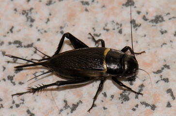 Two-spotted cricket Gryllus bimaculatus. Playa de Arinaga. Aguimes. Gran Canaria. Canary Islands. Spain.