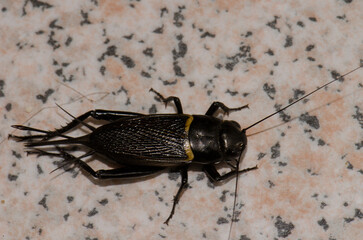 Two-spotted cricket Gryllus bimaculatus. Playa de Arinaga. Aguimes. Gran Canaria. Canary Islands. Spain.