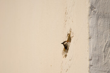 Male western Spanish sparrow Passer hispaniolensis hispaniolensis at the entrance of its nest....