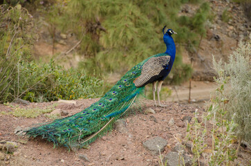 Fototapeta premium Male Indian peafowl Pavo cristatus. Arguineguin ravine. Mogan. Gran Canaria. Canary Islands. Spain.