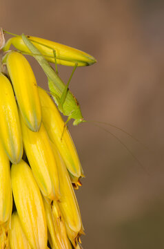 Bush cricket Phaneroptera sparsa on flowers of Aloe vera. Barranquillo Andres. Mogan. Gran Canaria. Canary Islands. Spain.