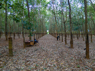 Rubber Plantation: A captivating perspective down a long row of rubber trees in a lush plantation,...