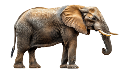 elephant isolated on white