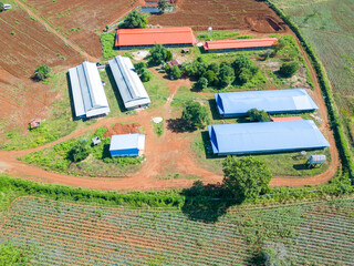 Poultry Farm Aerial View: An aerial shot showcasing a modern poultry farm nestled amidst vibrant green fields. Multiple long, low buildings are visible, suggesting a large-scale operation.
