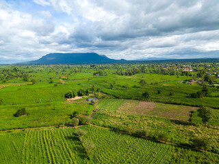 Obraz premium Green moss on a wall surrounded by lush fields, trees, and crops in a rural countryside landscape