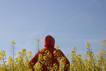 homme debout seul habillé en rouge au milieu d'un champ de colza jaune