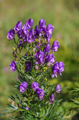 Fototapeta premium Aconitum napellus, monkshood, aconite, Venus' chariot or wolfsbane, is a species of highly toxic flowering plants in the genus Aconitum of the family Ranunculaceae.