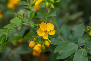 Senna corymbosa is an ornamental plant in the genus Senna. It is also known as Argentine senna,...