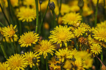 Hypochaeris radicata, catsear, flatweed, cat's-ear, hairy cat's ear, or false dandelion – is a...