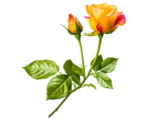 Obraz premium Yellow and Red Rose with Buds, Vibrant Floral Beauty on Transparent Background
