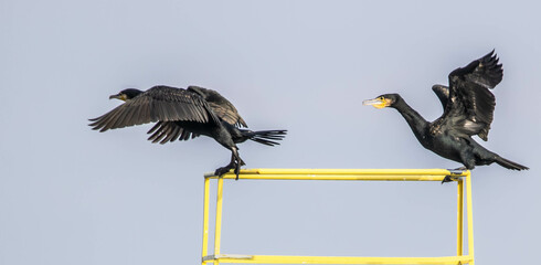 Two great cormorants starts to fly
