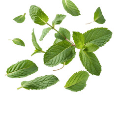 Fototapeta premium Fresh Mint Leaves isolated on transparent background cutout, Png, Cutout