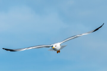 Frontal portrait of an adult yellow-legged gull (larus michahellis) in flight