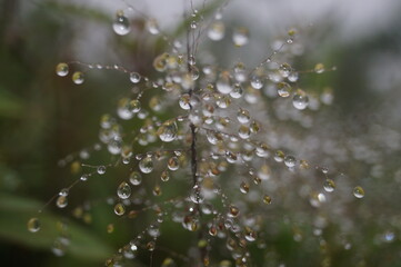 dew drops on the grass
Morning Dew
Crystal Tears
Nature's Pearls
Dew-Kissed Beauty
Fresh and Pure
Raindrops on a Plant
Dewdrops Glistening
Closeup of Dewdrops
Water Drops on a Stem
A Symphony of Drops