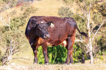 Fototapeta premium Photograph of a large brown cow in an agricultural field in the sunshine on a hot day in the Blue Mountains in New South Wales, Australia.