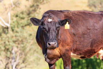 Photograph of a large brown cow in an agricultural field in the sunshine on a hot day in the Blue Mountains in New South Wales, Australia.