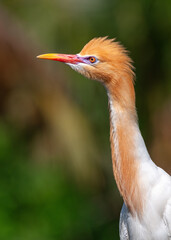 Portrait of an adult eastern cattle egret (Ardea coromanda) in breeding plumage on natural background