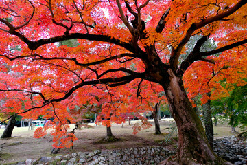 nara park
