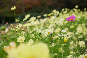 flowers in the meadow