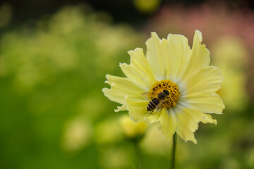 bee on flower