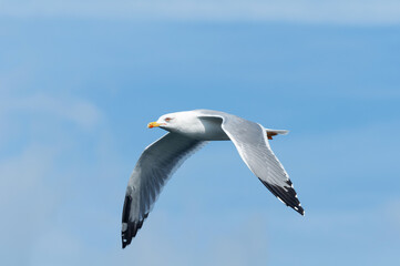 Fototapeta premium Portrait of an adult yellow-legged gull (larus michahellis) in flight