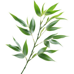 Obraz premium Fresh bamboo leaves isolated on a transparent background for botanical illustration and design purposes, bamboo leavesisolated on transparent background