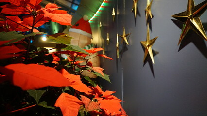 Poinsettias and Golden Stars with Festive Holiday Lighting