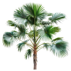 Obraz premium Asian Palmyra palm thriving in tropical environment with lush green fronds and prominent trunk during daylight, Asian Palmyra palm, Toddy palm, Sugar palm transparent background