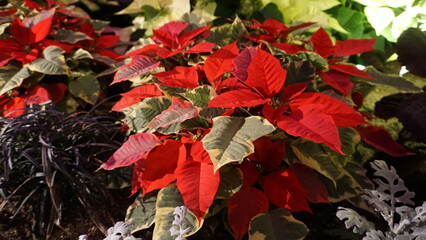 Variegated Poinsettias in Festive Holiday Display