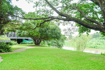 Naklejka premium Big tree and green grass field in city park and lake,backdrop or texture,summer vacation rest in holiday,Spring Deep Forest,national park,space for text.