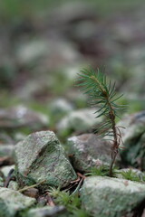 Stones with grass growing through them, photographed in close-up.