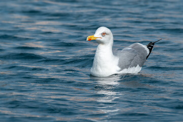 Obraz premium An adult yellow-legged gull (Larus michahellis) rests on the water