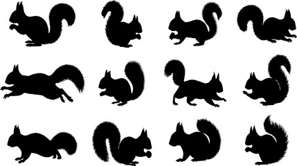 Obraz premium Vector Squirrel Silhouette