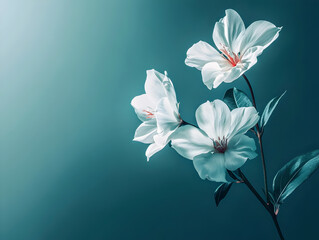 Obraz premium white flower on blue background