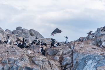 Cormorants and seabirds on rocky cliffs in Beagle Channel, Ushuaia