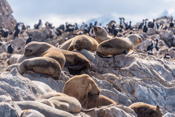 Sea lions resting on rocky terrain with seabirds nearby in Beagle Channel