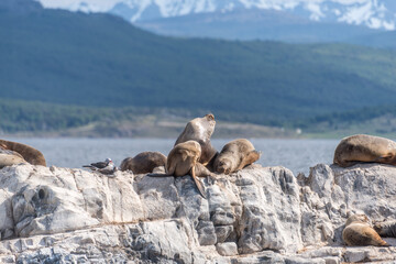 Sea lions and seabirds on rocky shore near Beagle Channel, Ushuaia