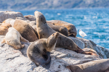 Sea lions resting with a seagull on rocky shore near Beagle Channel, Ushuaia