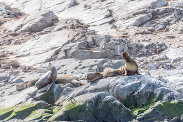 Sea lions on moss-covered rocks near Beagle Channel, Ushuaia