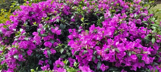 Obraz premium Primavera: a la naturaleza el fucsia le queda muy bien 